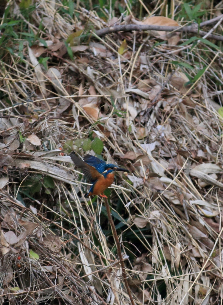 こんな所へ着地