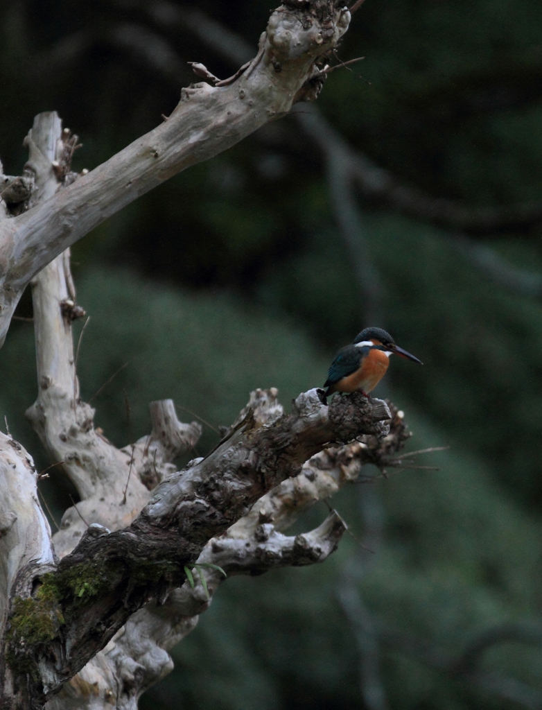 今日、最後のSHOT