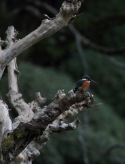今日、最後のSHOT