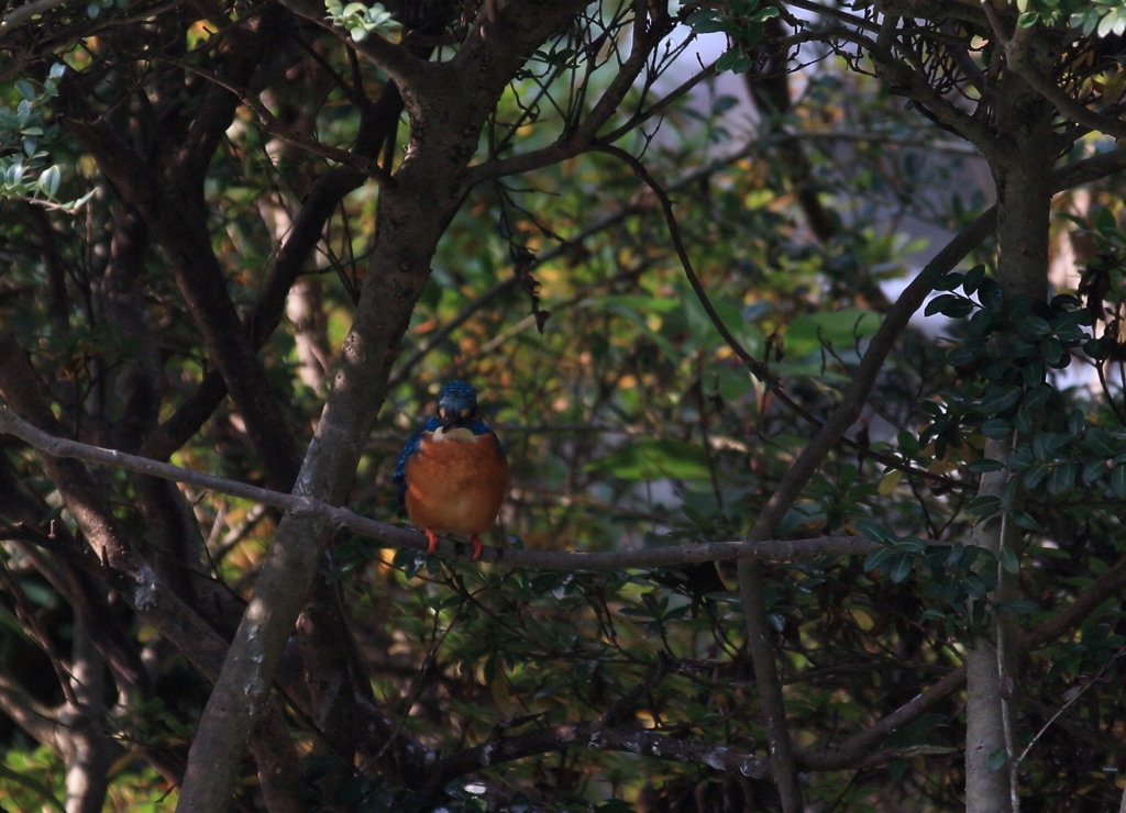 また、此処だよ！