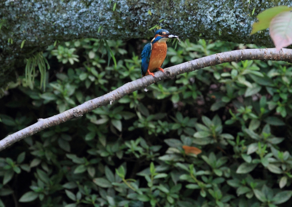 お魚加えたカワセミ君