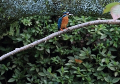 お魚加えたカワセミ君