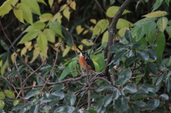 雨雨、降れ降れ、かぁ～さんが...♪