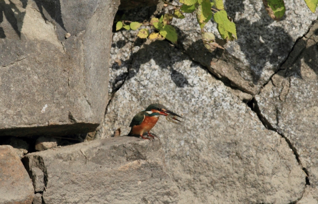 ごっっつぁんです！