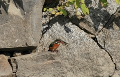 ごっっつぁんです！