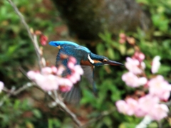 春ですネ！