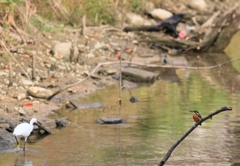 カワセミ＆サギ＆烏