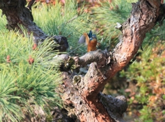 少しでも高い枝が良い...