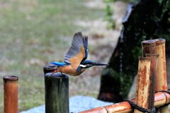 お盆中日のカワセミ　①