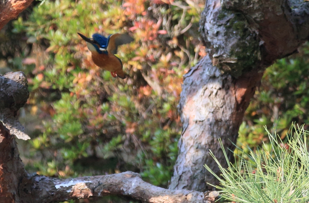 上の枝へ移動し～ますッ