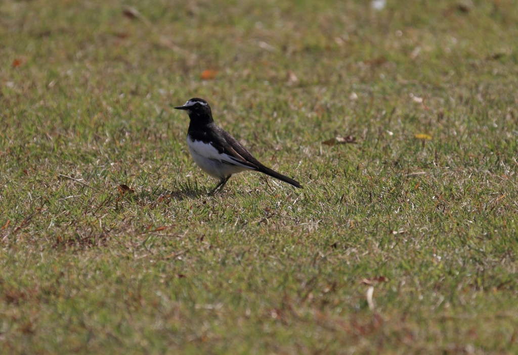 せわしいセグロちゃん
