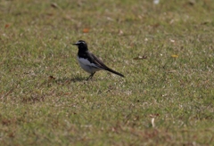 せわしいセグロちゃん