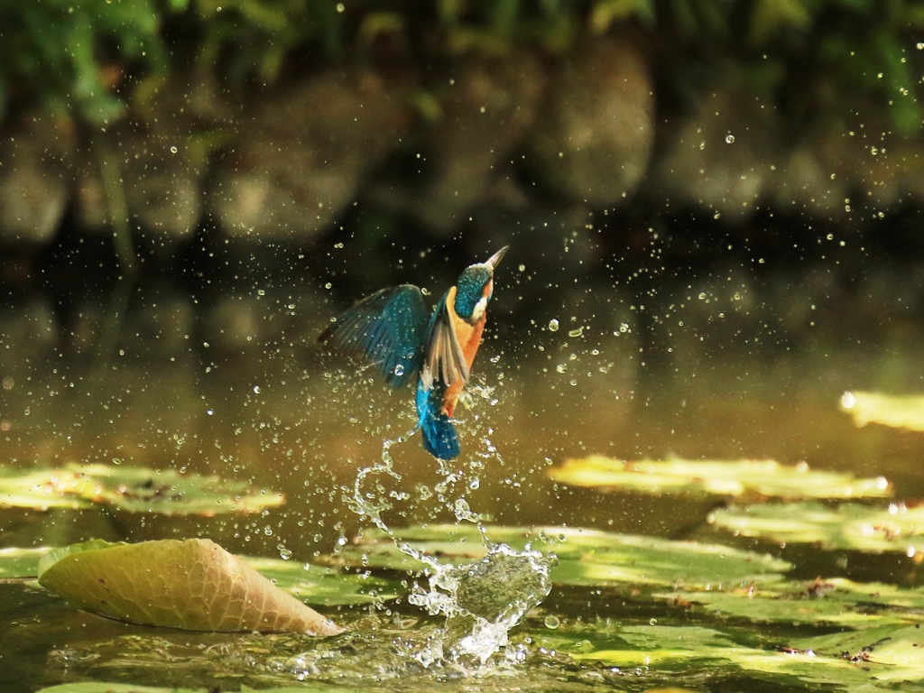 水飛沫