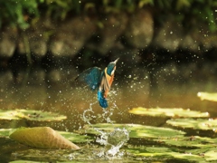 水飛沫