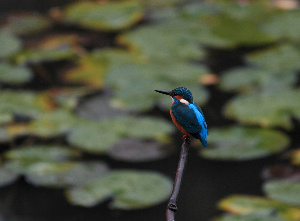 目線の彼方へ...