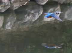 水面飛翔