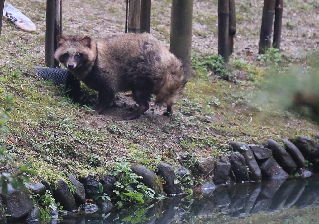 狸が出没！
