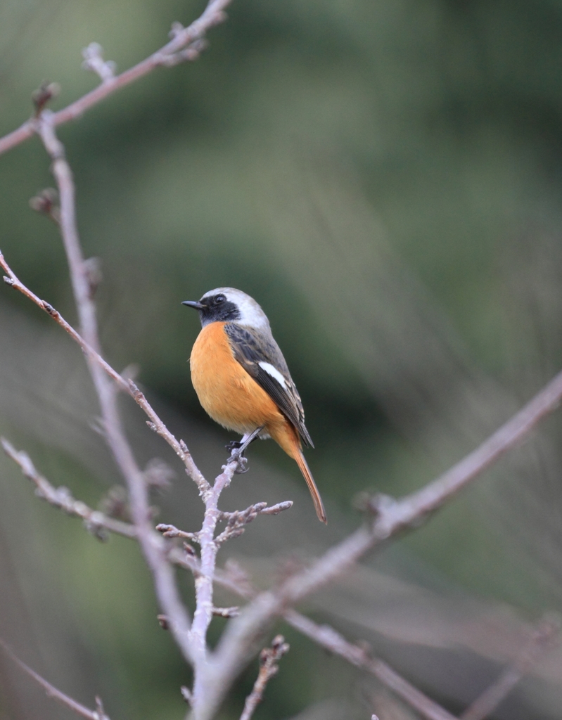 桜の木のちょっと下で