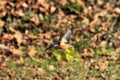 オールドレンズでも十分撮れる　①