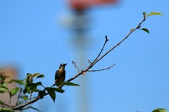 カワセミの主張