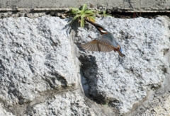 日当たり急上昇...