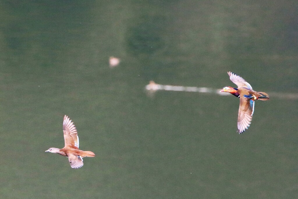 焦点距離が遠い　①
