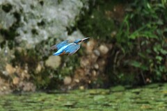 カワセミ父ちゃん、大忙し！