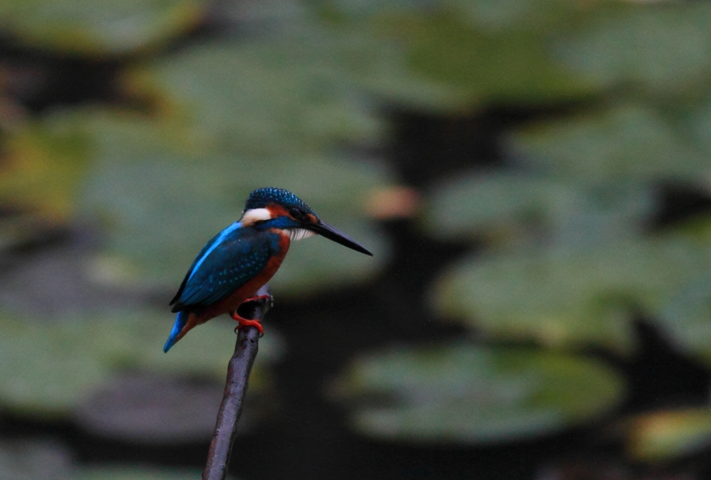 次の行き先（西の桜）