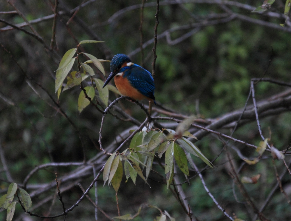 獲物は何処へ...