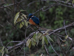 獲物は何処へ...