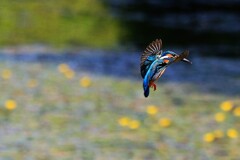 朝一の活動　①