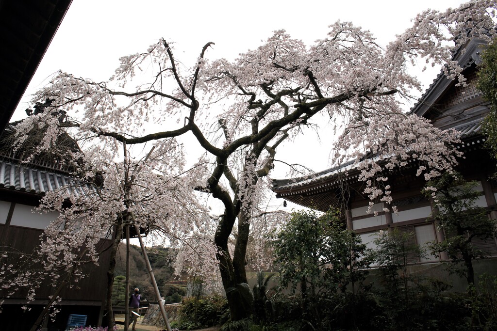 今治市　無量寺のしだれ桜①