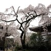 今治市　無量寺のしだれ桜①