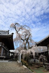 今治市　無量寺のしだれ桜③