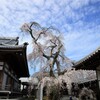 今治市　無量寺のしだれ桜③