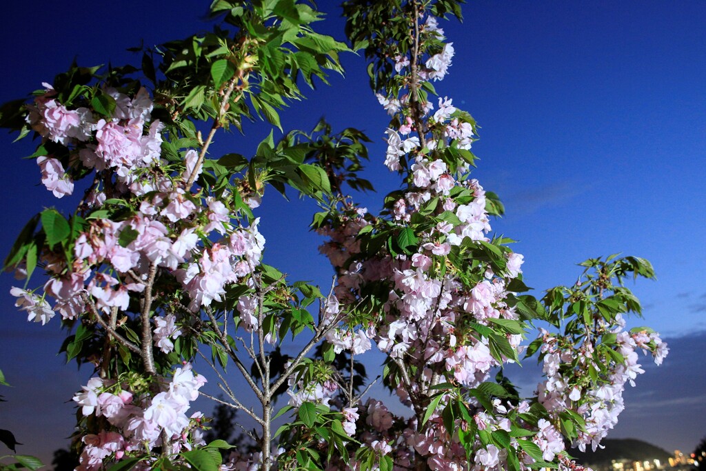 金龍桜　③