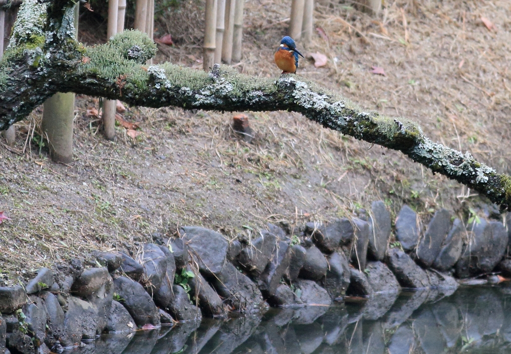 こんな梅の木に止まりました