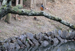 こんな梅の木に止まりました