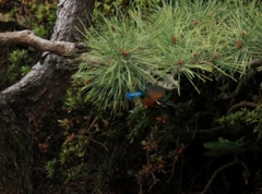 秒間3枚でもいける！