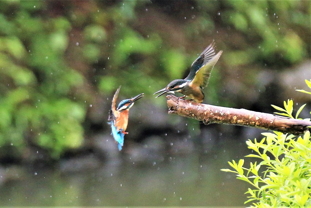 どしゃ降り　⑤