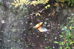 SSを稼ぎたい　①