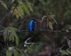 ちょっと、餌分けてよ...