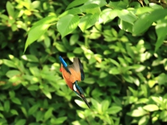 新緑からの飛び込み