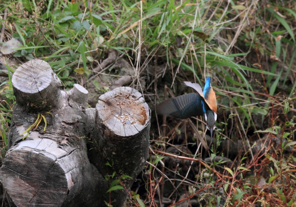 不格好な飛び込み