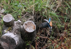 不格好な飛び込み