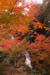 雨瀧の紅葉
