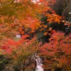 雨瀧の紅葉