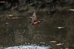 1/11のカワセミ行動　⓵　