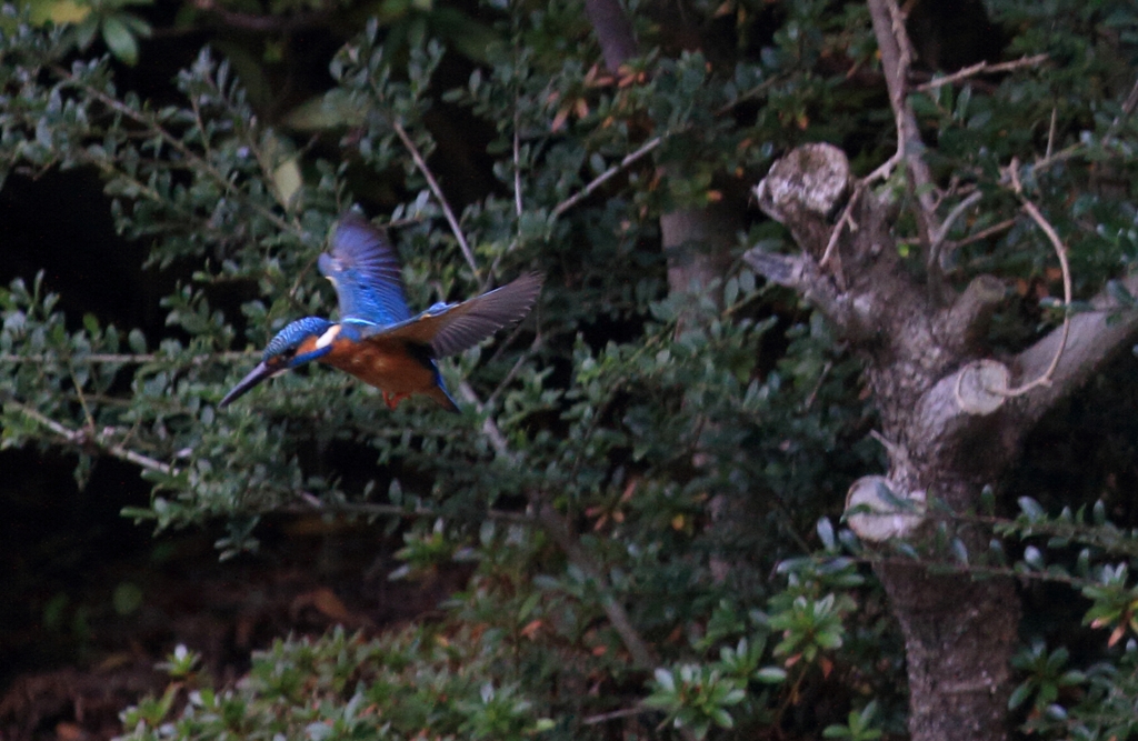 つかの間のホバ