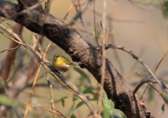 メジロの覗き見
